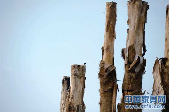 紫薇樹(shù)皮已干枯脫落。記者王從啟/攝src="http://m.suibianxie.com/file/upload/201207/18/14-00-48-68-1.jpg"