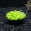 好的吳氏水草廣州吳氏水草供應(yīng)，哪里有造景水草